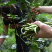 Harvesting beans at GMU garden
